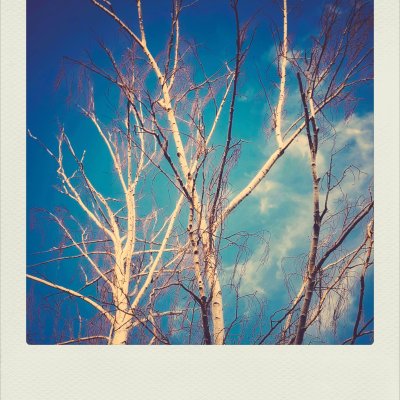 Low-angle shot of bare white birch tree branches against a vibrant blue sky with light clouds, framed in a white Polaroid-style border.