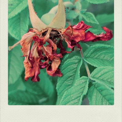 Close-up of a withered crimson flower hanging down, surrounded by textured green leaves in an instant photo frame.