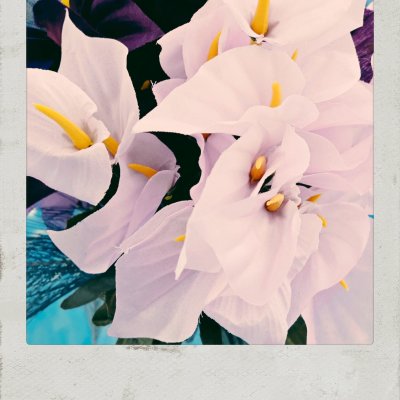 Close-up of pale pinkish-white calla lilies with bright yellow spadices against a dark background.