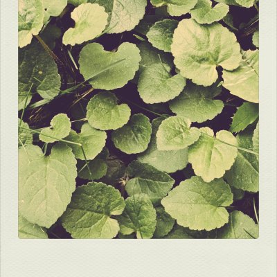 Close-up overhead view of dense, rounded green leaves on the ground. Faded vintage tones with a white instant film border.