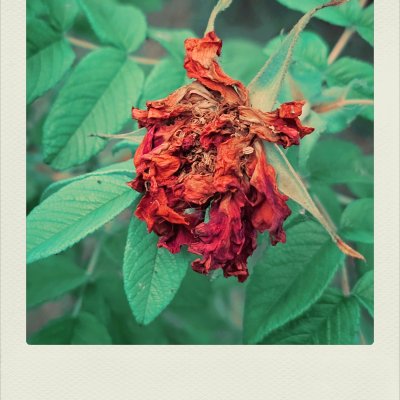 Close-up of a dried, shriveled reddish-orange rose surrounded by vibrant green leaves within a white instant film border.