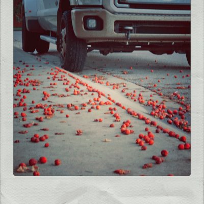 Low-angle shot of a beige Ford truck parked on a concrete street covered in scattered small red crabapples.