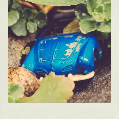 A close-up shot of a small, chipped blue toy car nestled on the ground among green succulent leaves and pebbles.
