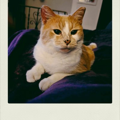 A close-up shot of an orange and white cat lying on a soft, dark purple blanket. The cat has tiny black freckles on its nose and its white front paws are extended forward.