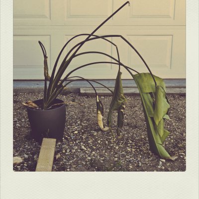 A vertical polaroid-style shot of a drooping potted plant on a gravel driveway. The long, curved stems of the plant bow deeply to the right, with wilted green leaves touching the ground in front of a white paneled garage door.
