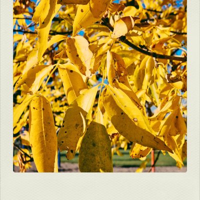 Close-up of vibrant yellow autumn leaves hanging from branches under bright sunlight, casting sharp shadows on each other. Glints of bright blue sky are visible through the leaves, with a soft-focus background of a park below.