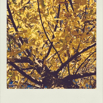A low-angle shot looking up into the canopy of a tree with dense, golden-yellow leaves and dark, sprawling branches. Glimpses of a deep blue sky are visible through the foliage. The photo is framed within a textured white Polaroid-style border.