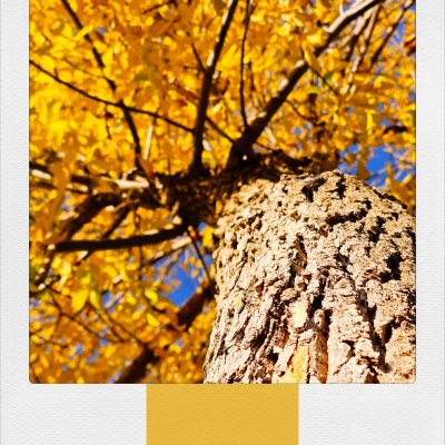 A low-angle close-up view looking up a textured brown tree trunk into a dense canopy of bright yellow autumn leaves under a blue sky, presented in a white polaroid frame with a vertical yellow stripe.