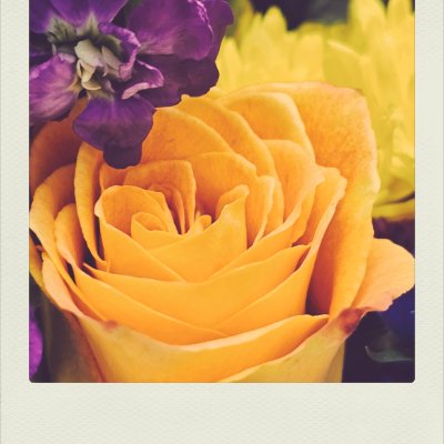 A close-up shot of a large yellow rose in full bloom, framed inside a white polaroid border. Above the rose sits a smaller dark purple flower, with fuzzy yellow blossoms filling the background.
