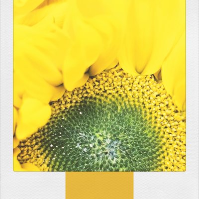 A macro photograph of a sunflower shown within a white Polaroid frame that features a vertical golden-yellow stripe. The shot details the curves of the bright yellow petals and the textured, spiral pattern of the green central disk.