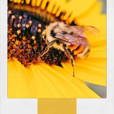 An extreme close-up of a fuzzy bumblebee covered in pollen on a bright yellow sunflower. The bee is positioned on the edge of the dark, textured center of the flower, surrounded by vibrant yellow petals.
