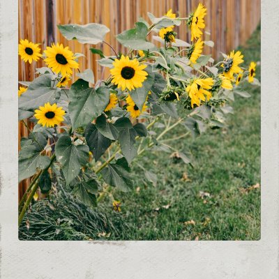 A Polaroid-style photo showing several vibrant yellow sunflowers with large dark centers and green leaves growing along a wooden fence next to a grassy lawn.