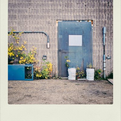 A faded blue metal utility door is set in a textured grey concrete block wall. A blank white rectangle is taped to the center of the door. Weathered yellowing weeds grow around a blue metal crate on the left, and in two white buckets at the base of the door. The foreground is a dusty gravel ground.