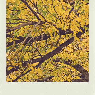 A close-up perspective looking up into the branches of a tree covered in dense, bright yellow and occasional green autumn leaves, with dark brown branches crisscrossing the frame.