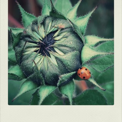 A close-up shot of an unopened green sunflower bud showing a spiraling geometric pattern of spiky sepals. A small orange ladybug with black spots rests on one of the outer leaves on the right side. The photo is enclosed in a white polaroid-style frame.