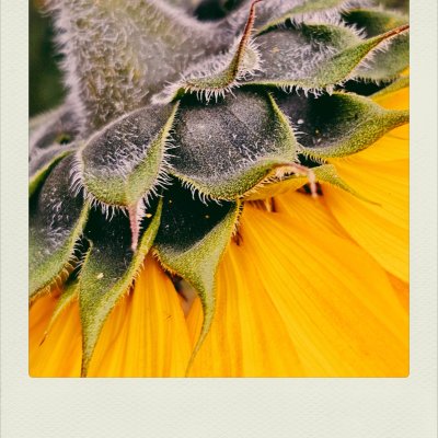 A macro close-up of the underside of a sunflower, focusing on the green, pointed bracts covered in fine, white hairs. The bright yellow petals of the sunflower radiate outward beneath the green structure.