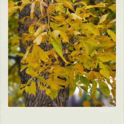 A close-up shot of a tree branch covered in bright yellow autumn leaves, some with hints of green, hanging in front of a textured, out-of-focus dark brown tree trunk in a Polaroid-style frame.